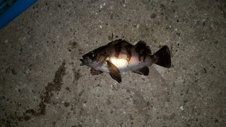 やっと長いボウズ期間から脱却する事が出来ま…