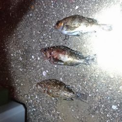 メバル 浮き釣り