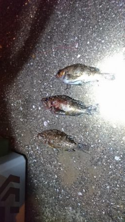 メバル 浮き釣り