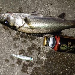 ナイトルアーフィッシング