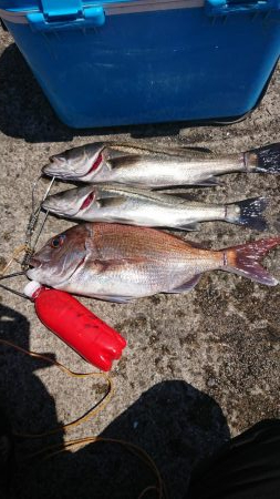 マダイとシーバス