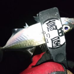 サビキ好調！！ルアーは？