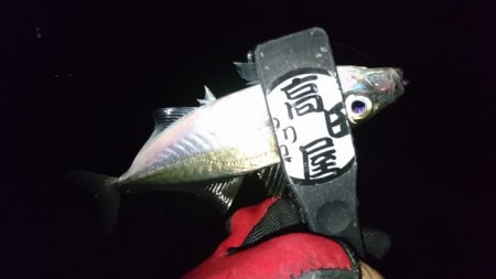 サビキ好調！！ルアーは？