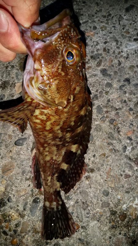 ガシラさんでボウズ逃れ