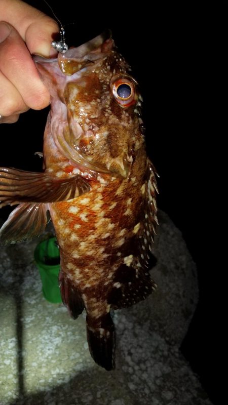 小魚食べてました