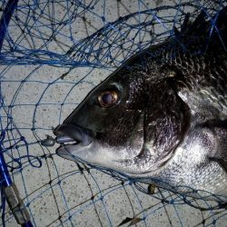 汽水魚は好活性