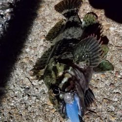 ロックフィッシュ