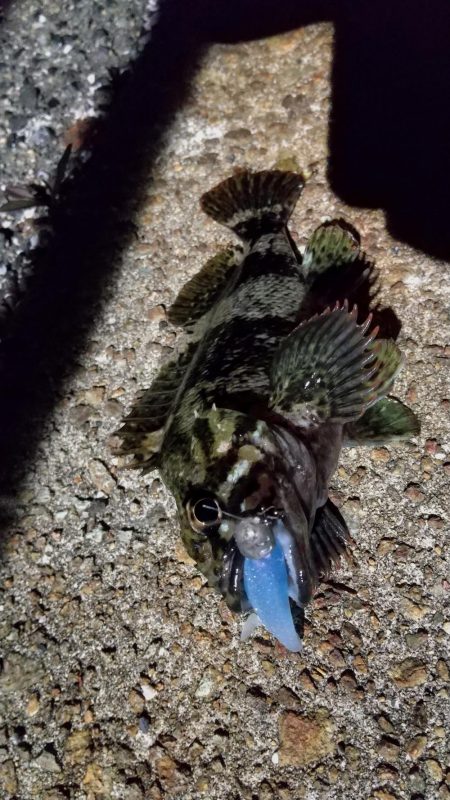 ロックフィッシュ