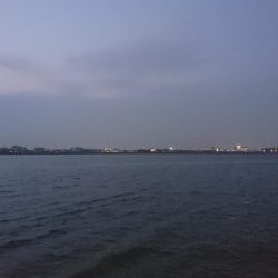 年無 54cm マチヌゲット