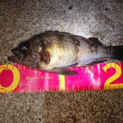 メバルプラッキング短時間釣行