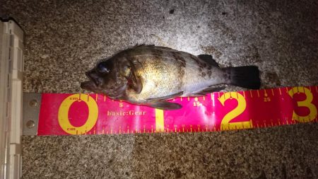 メバルプラッキング短時間釣行