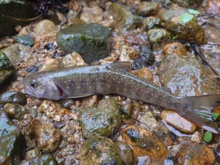 久しぶりの渓流釣り