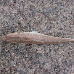 ショアジギング