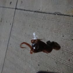 久しぶりの釣り