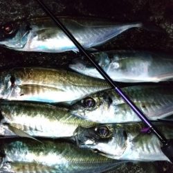 アジングで尺ラッシュ