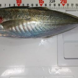 アジング. ほぼ尺