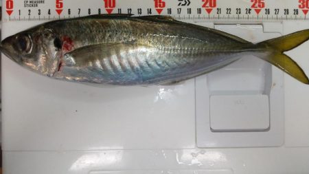 アジング. ほぼ尺