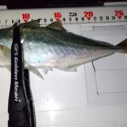 フロートライトゲーム　良型アジ