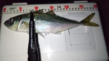 フロートライトゲーム　良型アジ