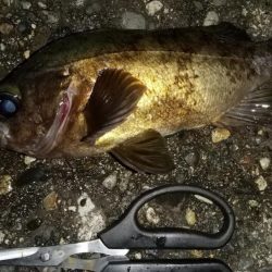 フロートメバルで25cm