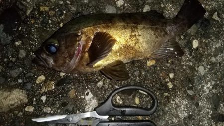 フロートメバルで25cm