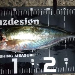 アジング　今季最大サイズ