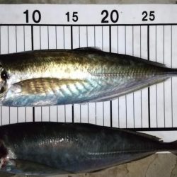 フロートアジング　36cm