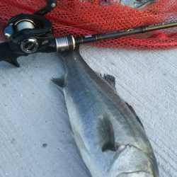 【苅田港】春のシーバス調査２