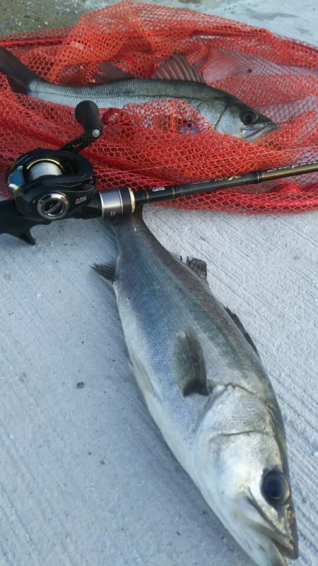 【苅田港】春のシーバス調査２