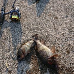 バチかマイクロか