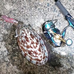 メバル休業中でコウイカ