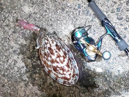 メバル休業中でコウイカ