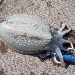 舞鶴港で朝8時から10時までの釣行。