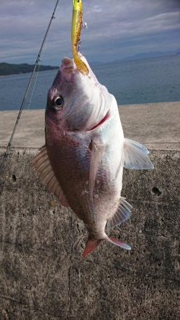 浜王ヒラメでマダイ