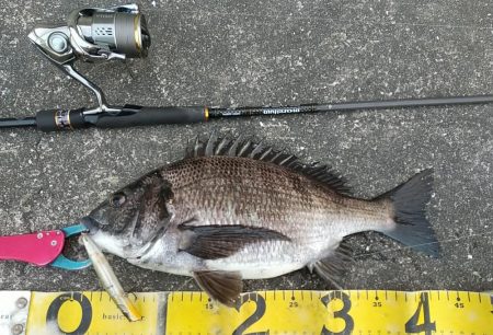 緊急事態宣言後の神戸湾奥調査