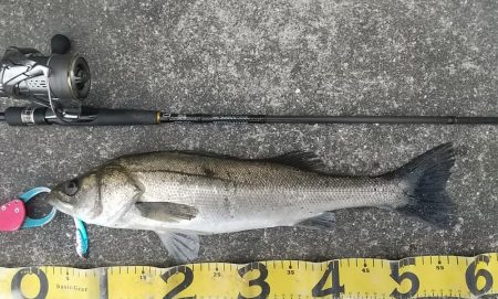 本降り前の朝練シーバスフィッシング！