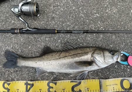 風の強かった夕練シーバス調査