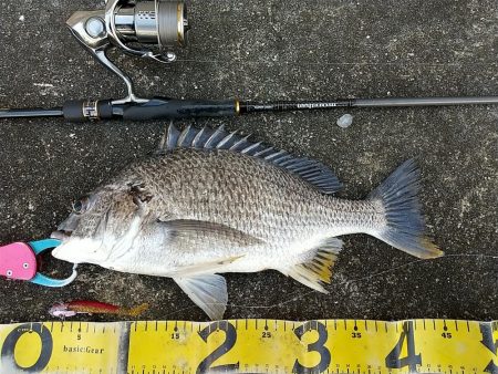 晴れた真っ昼間のデイゲーム調査