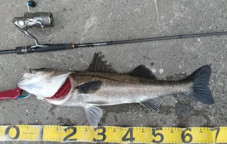 朝練久々のナナマル捕獲！