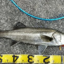 VJで連発ヒットの夕練!