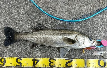 VJで連発ヒットの夕練!