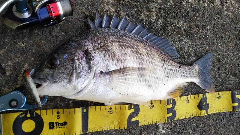 ぶら河川調査!!