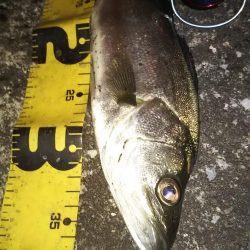 ぶらシーバス!!