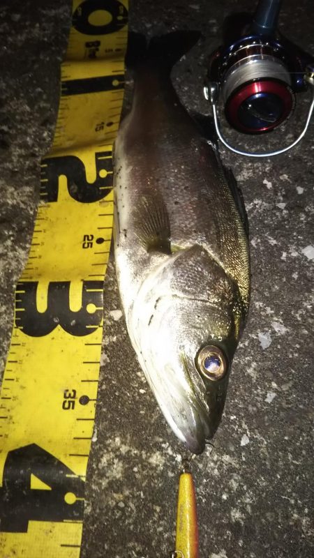 ぶらシーバス！！