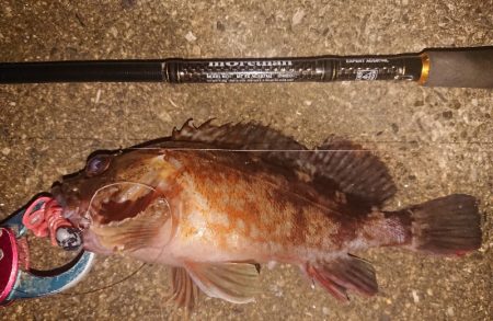 久々のナイトガシリング♪