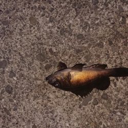 リリースサイズのみ