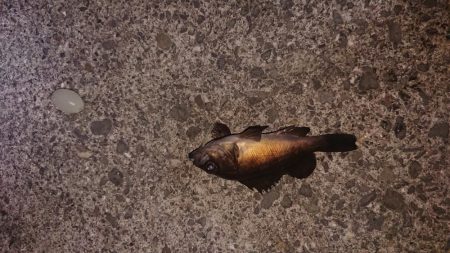 リリースサイズのみ