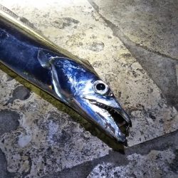 陸っぱりタチウオの季節到来か……