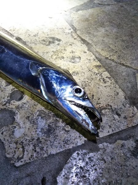 陸っぱりタチウオの季節到来か……