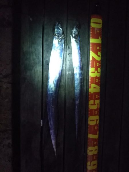 風があるも家族連れでにぎわい